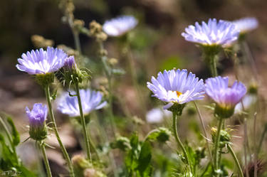 Blue Desert Wild Flowers