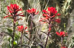 Red Desert Wild Flowers