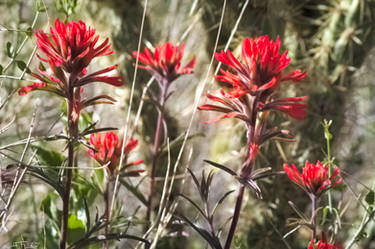 Red Desert Wild Flowers