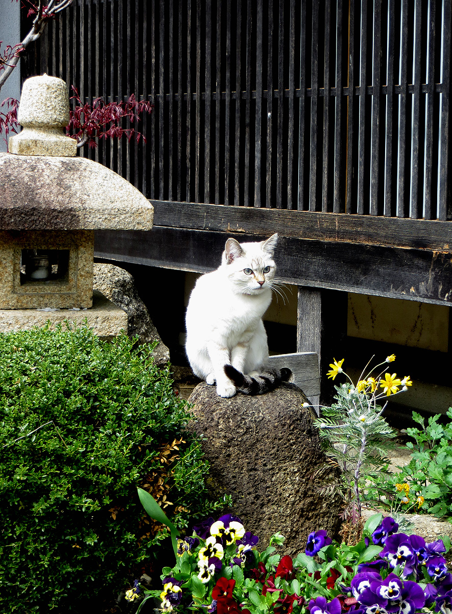 White japanese cat