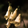 Flower hats