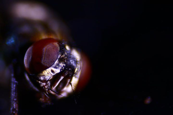 Fly Portrait