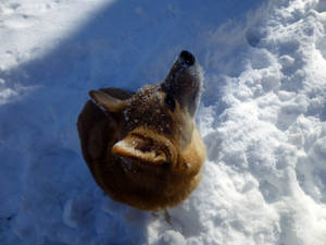 Snowy Head