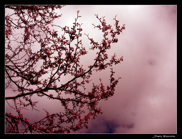 Cherry Blossoms