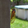 Cicada Season