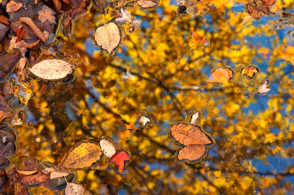 Leaves in the stream