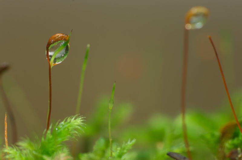 A Drop Of Moss