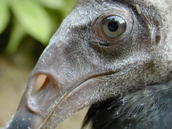 Turkey Vulture