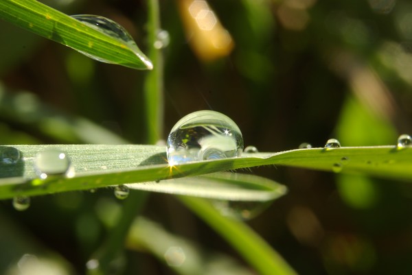 Dew covered grass