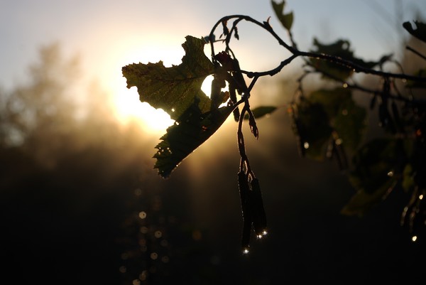 Backlit leaves