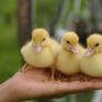 3 Ducklings
