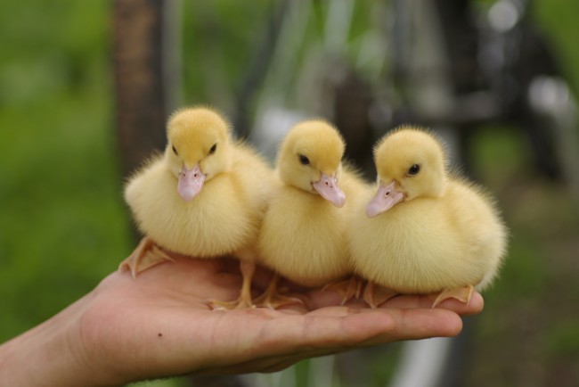 3 Ducklings