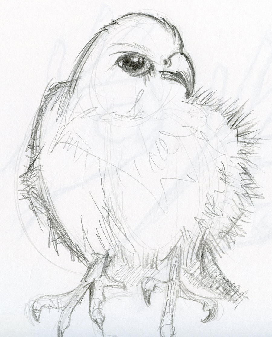 Pencil sketch: Animals by paulhebron on DeviantArt