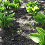 Little plants in little rows