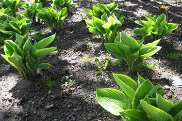 Little plants in little rows