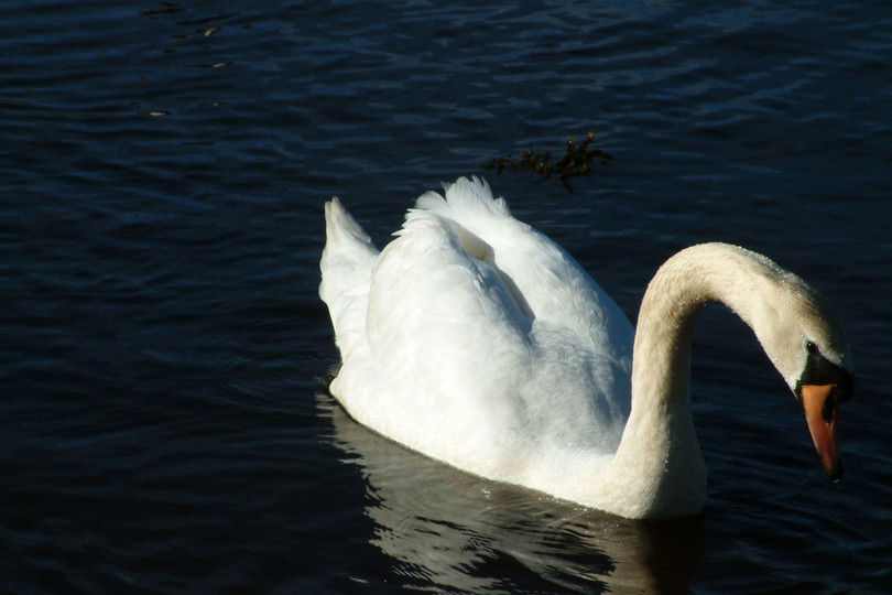 Solitary Swan