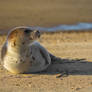 Young Harp Seal