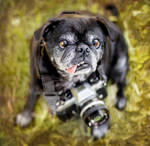 Eliot, the PUGographer who loves phoDOGraphy by ArcticPug