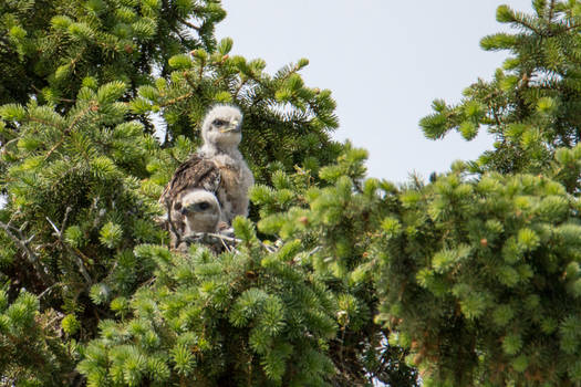 Red Tailed Hawk Nest