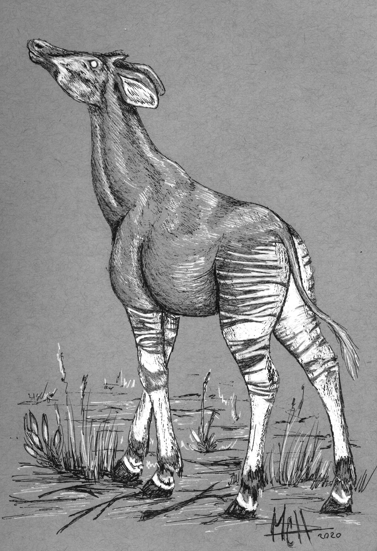 Okapi by LisaKillings on DeviantArt