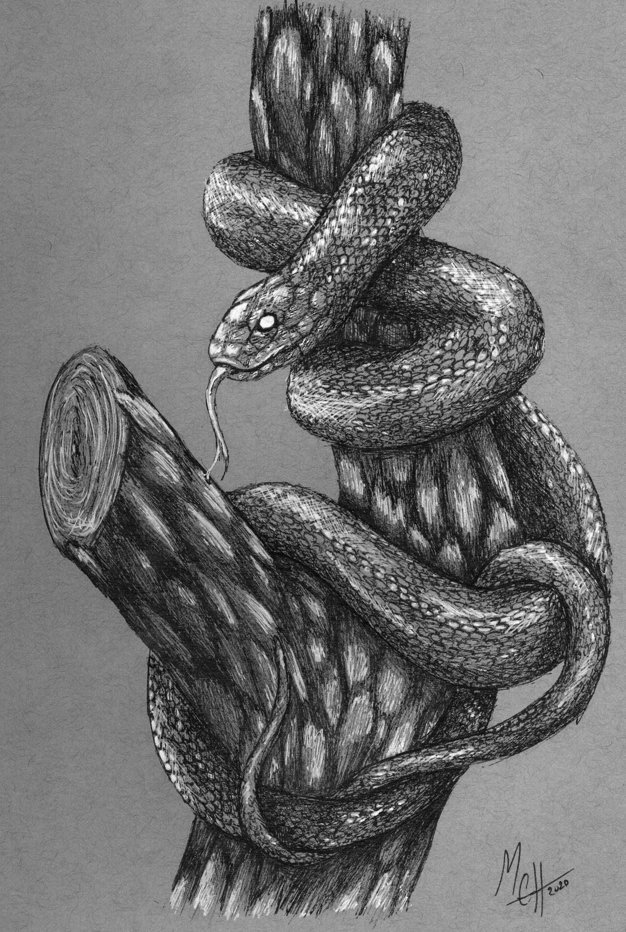Snake Ina Tree Drawing Tree Snake by LisaKillings on DeviantArt