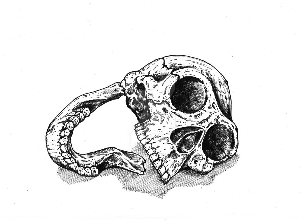 Homo habilis by LisaKillings on DeviantArt