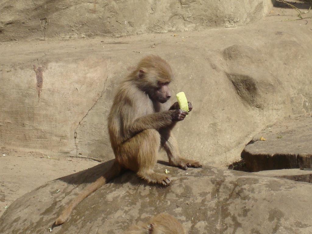 baboon