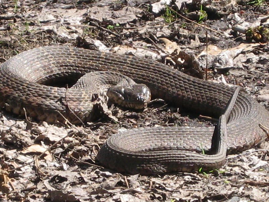 Angry Snake by Gargoyle78 on DeviantArt