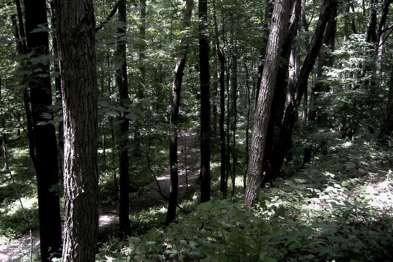 Forest Pathway 5 - edit 2