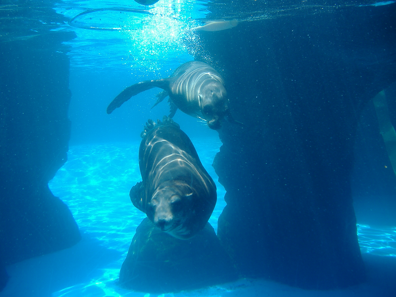 California Sea Lions