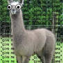 give me a llama