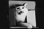 Roar ! by Mijagiphotography Roar ! by Mijagiphotography