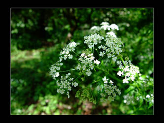 Queen Anne's Lace 1