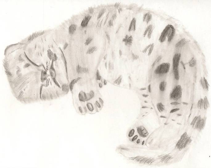 Snow Leopard Cub.