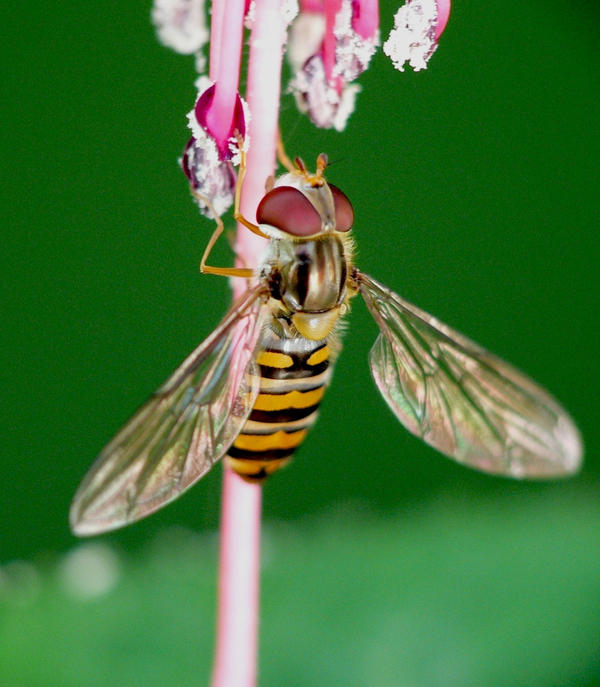 Waspy Names waspy_2 by les1977 on DeviantArt