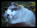 Reject - My Ragdoll Cat by Sfrost-photo-fic
