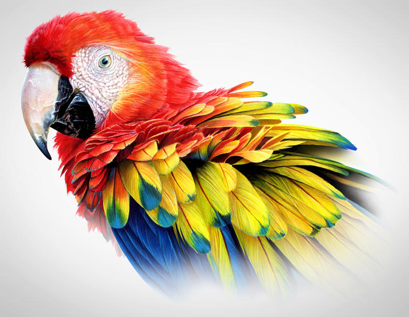 Scarlet Macaw