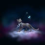 cat at night sky