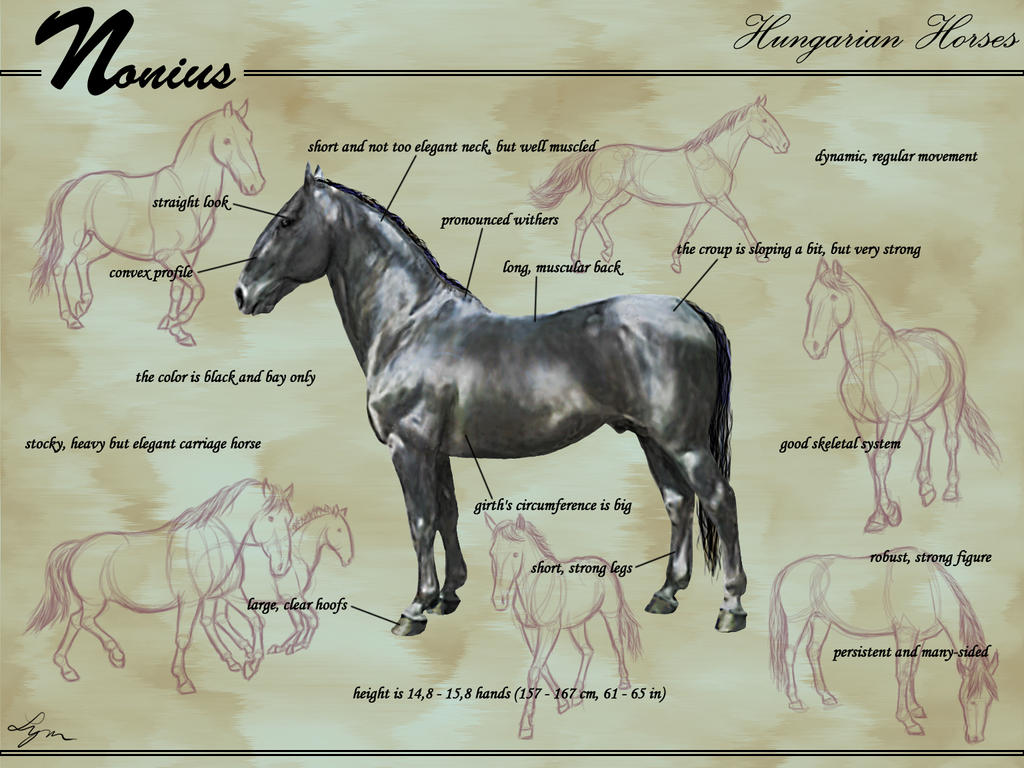 Nonius Pattern Nonius by VampireLady on DeviantArt