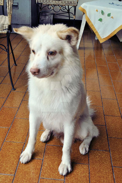 Kintamani Dog 2