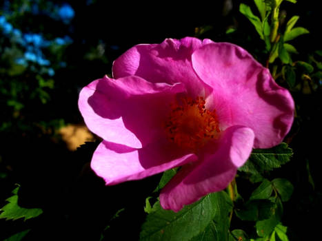 pink flower