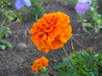 orange flower