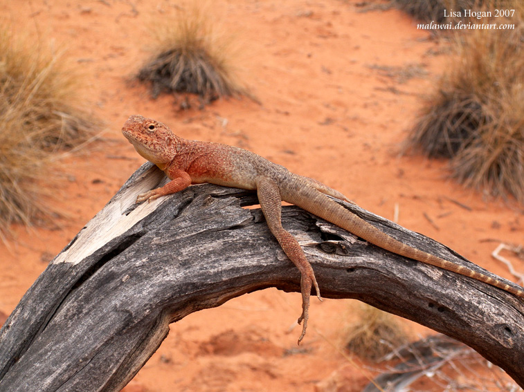 Desert Dragon