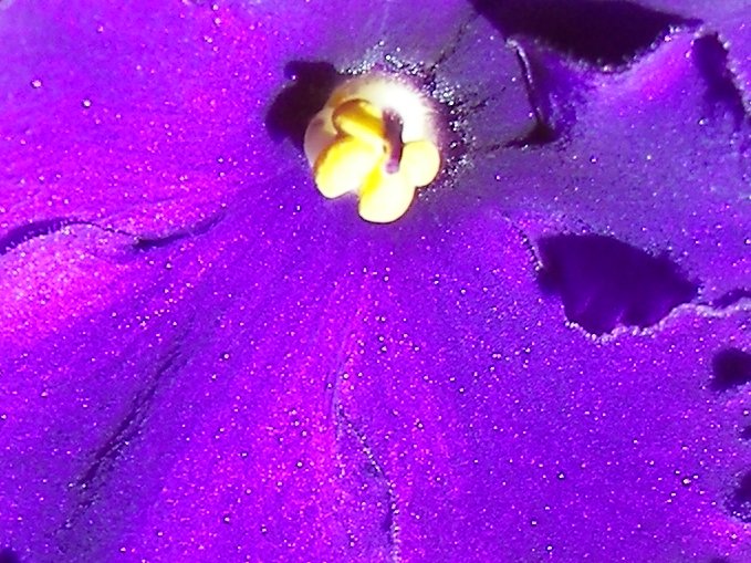 african violet up close