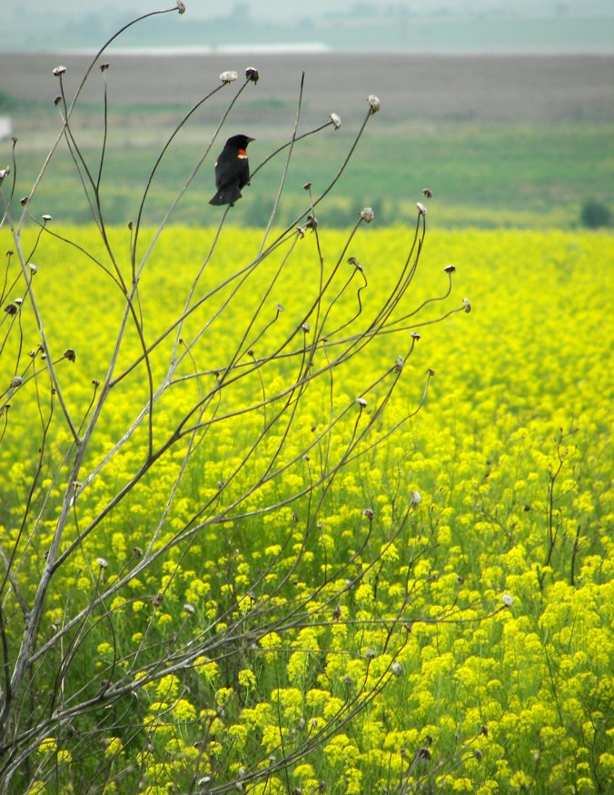 Field or yellow by Littlelion225