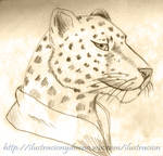 cheetah by canela123