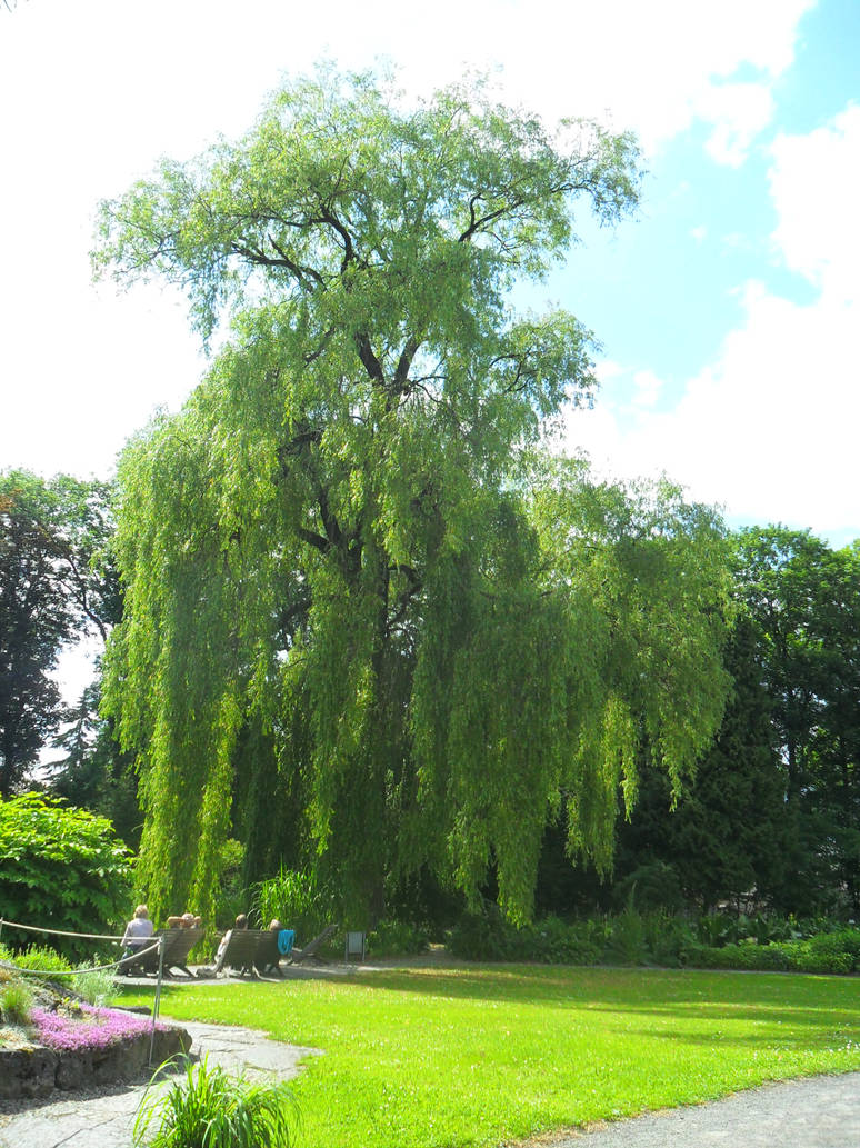 Weeping Willow