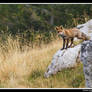 Fox on Asiago plateau