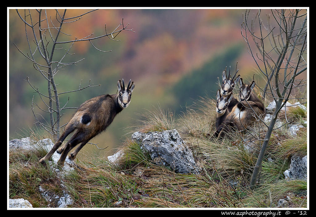 Rupicapra Rupicapra Family  -  Camosci