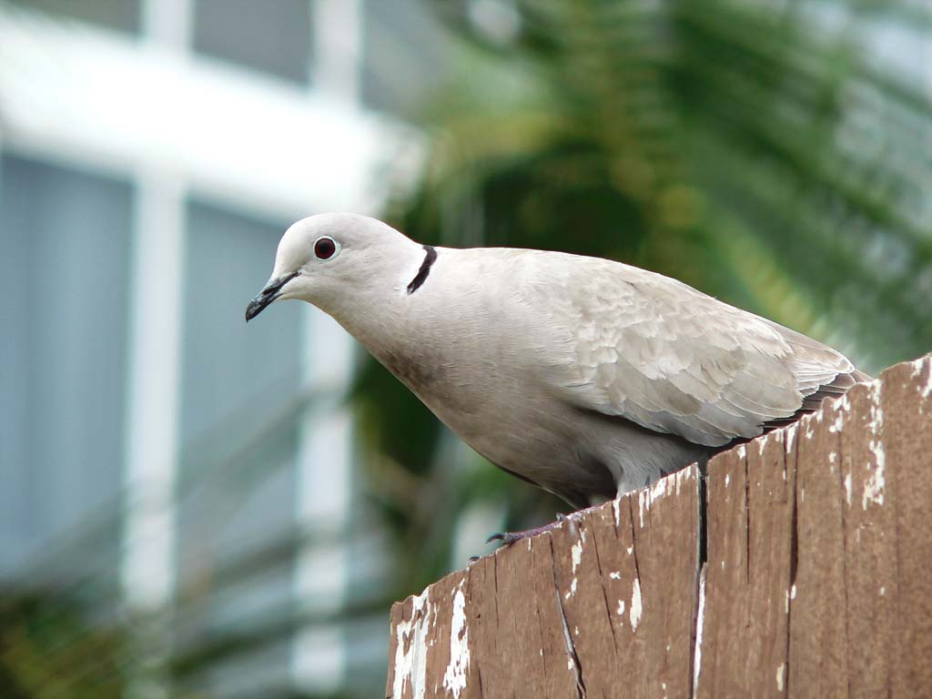 Florida Dove